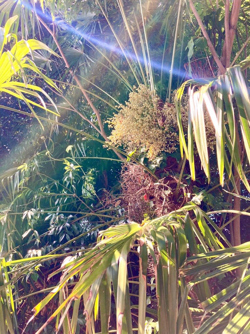 完売　希少＊高級花材【棕櫚の実＊シュロの実】花材/スワッグやリース素材に