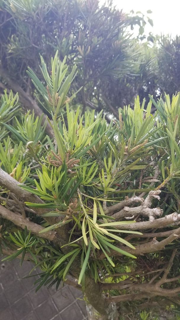 マキ　槇　ガーデニング　樹木　植木　3m　三重引取