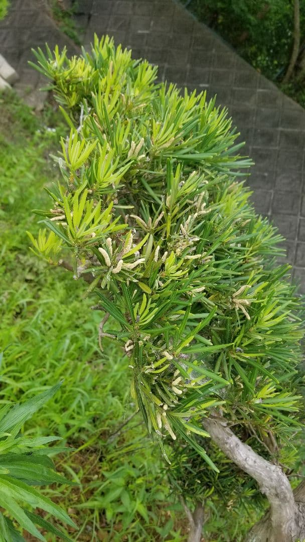 マキ　槇　ガーデニング　樹木　植木　3m　三重引取