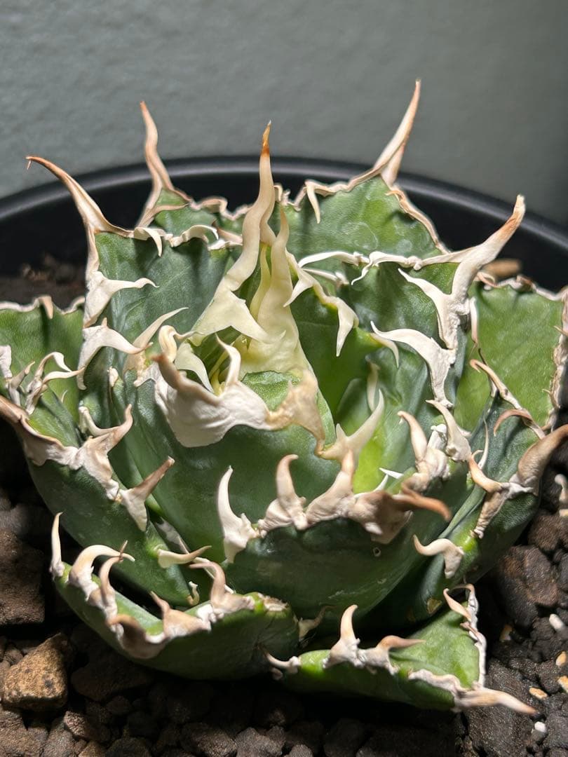 oaxaca oteroi seedingオアハカ白鋸歯 現地実生