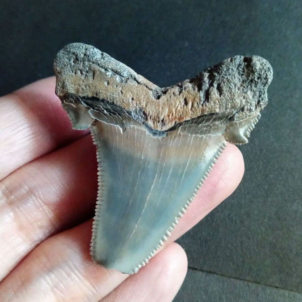 サメの歯化石　アングスティデンス　USA産　特大　希少種　極美麗