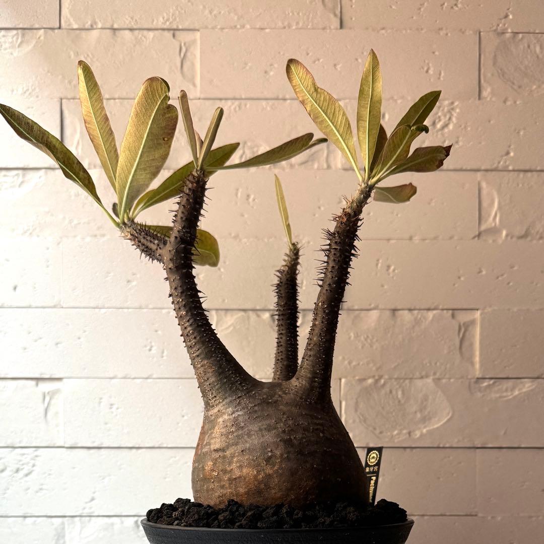 PG21 パキポディウム グラキリス 現地球 発根済