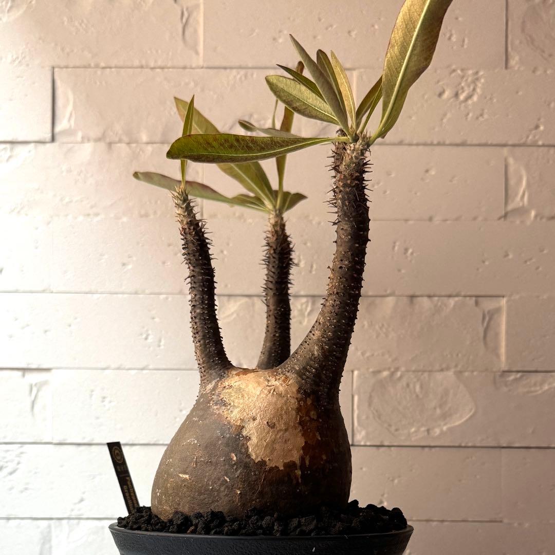 PG21 パキポディウム グラキリス 現地球 発根済