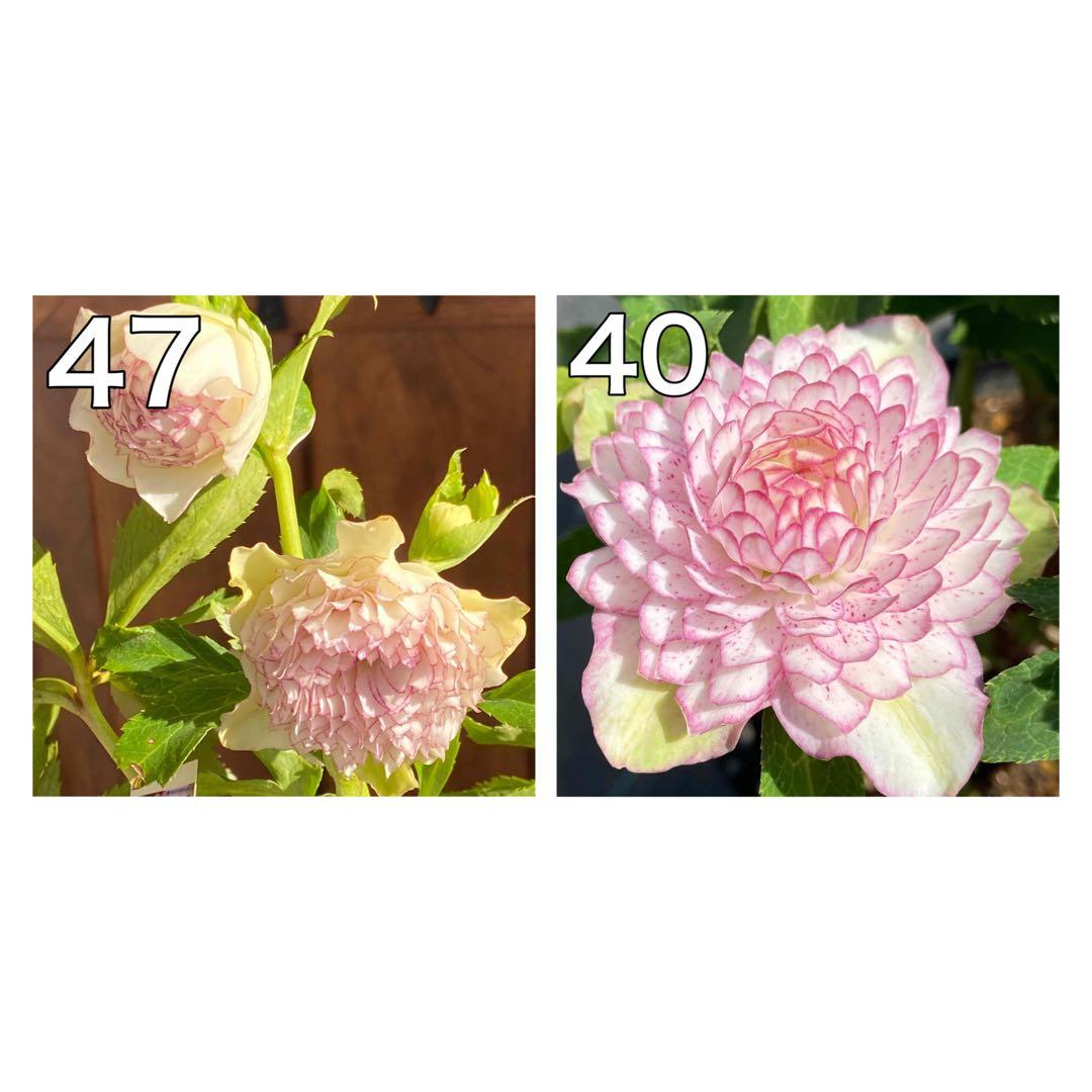 クリスマスローズ苗