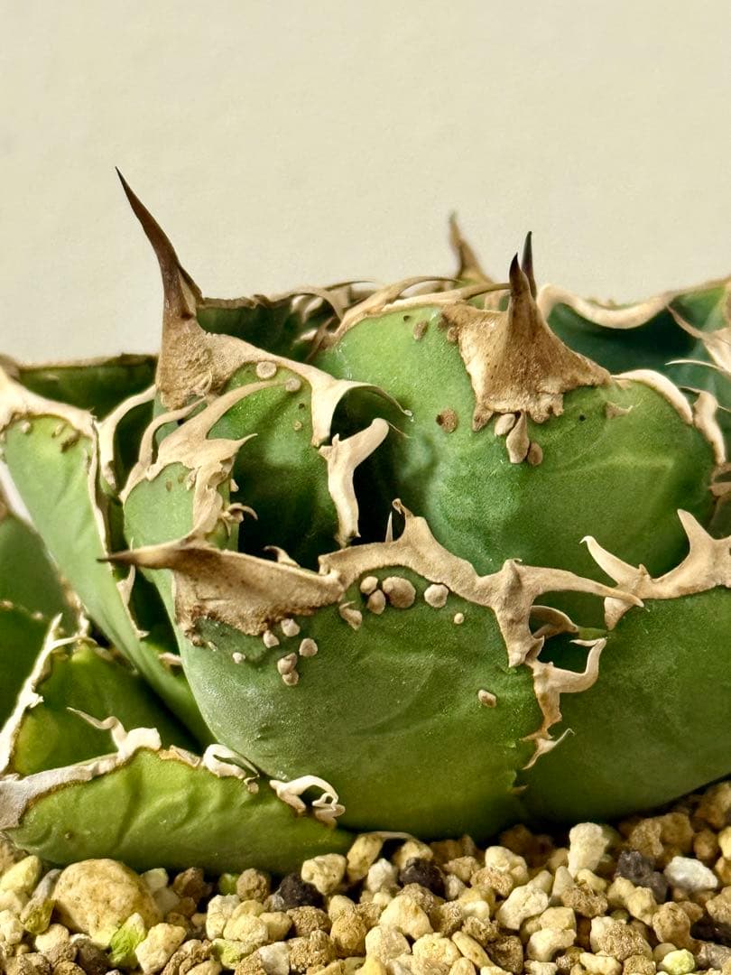 アガベ Mesmerizing Spines-NB ブツブツ 毒刺（親株）