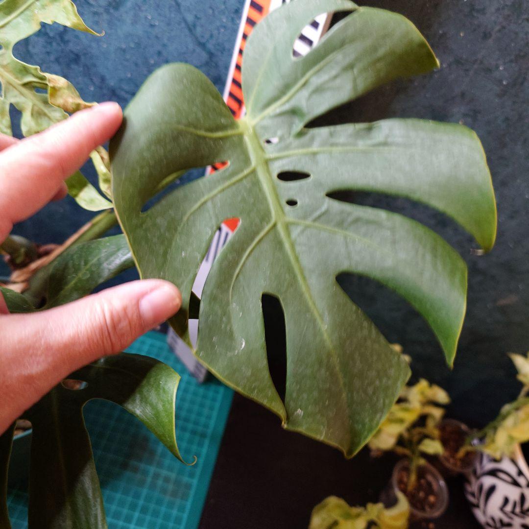 【美樹形】モンステラデリシオーサ　コンパクタ　本物ガチムチ穴あき　新葉割れ大