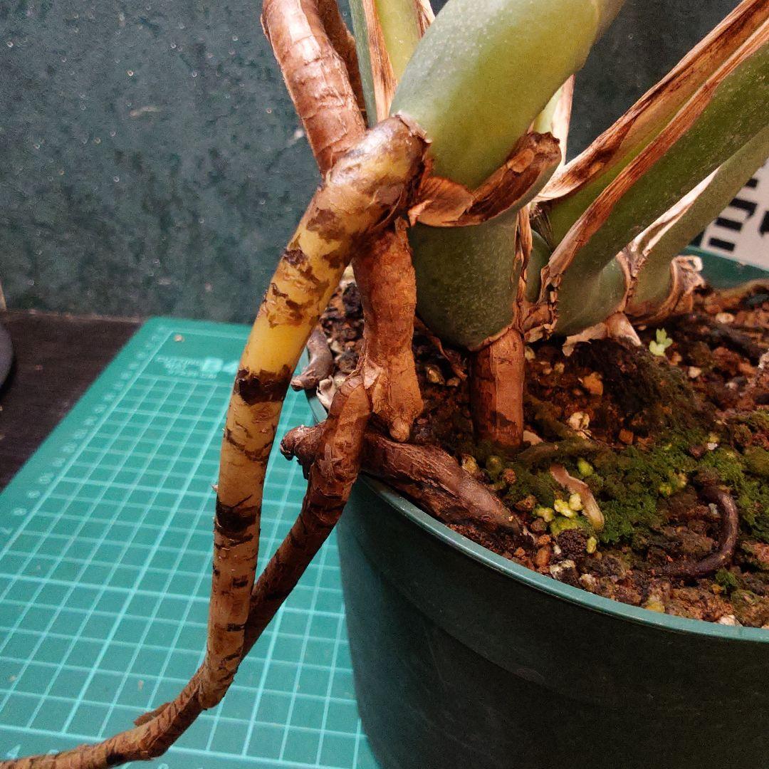 【美樹形】モンステラデリシオーサ　コンパクタ　本物ガチムチ穴あき　新葉割れ大