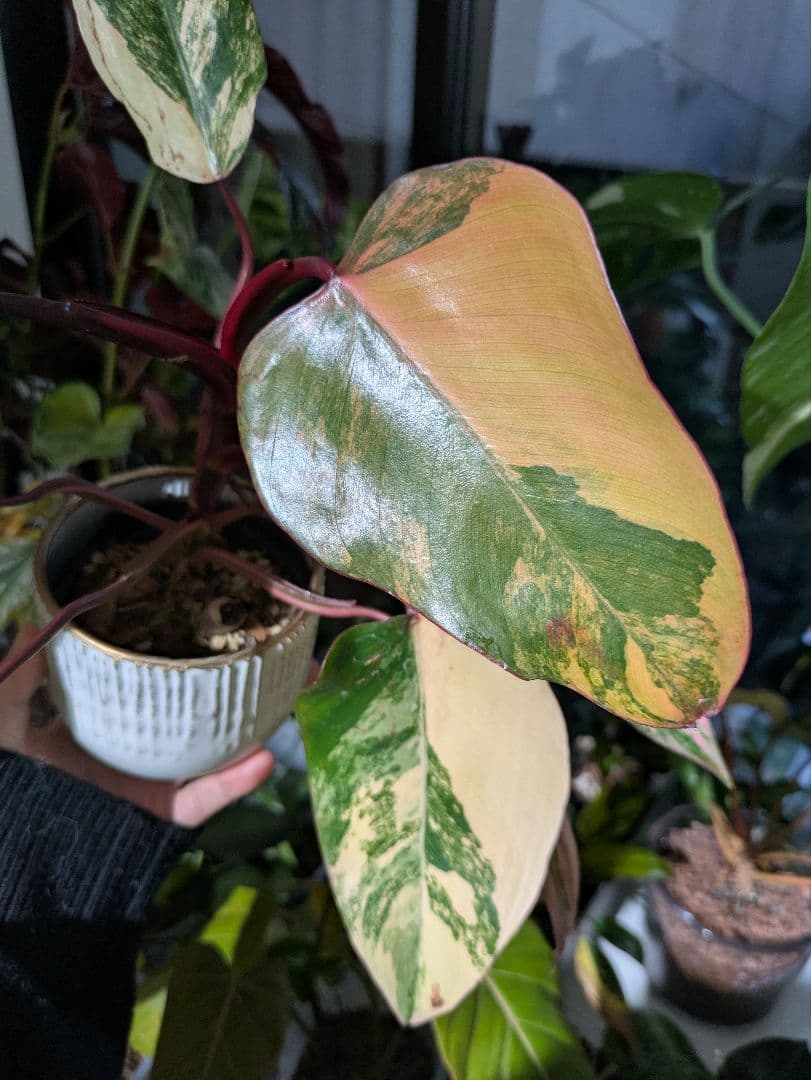 コ*コ様 【美斑・極株】フィロデンドロン ストロベリーシェイク /メルカリ便