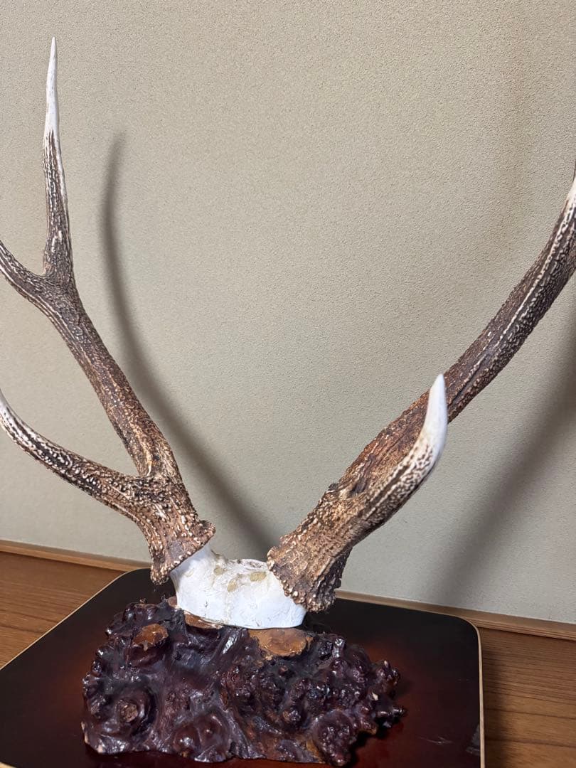 蝦夷鹿（エゾシカ）／角の標本（台座付き）