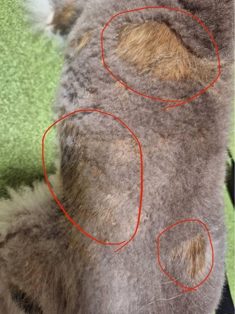 アニマストラス400g 新品未開封