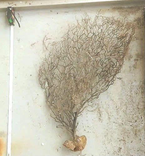 ウミウチワ 30本