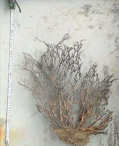 ウミウチワ 30本