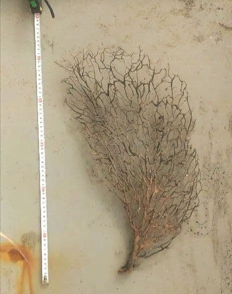 ウミウチワ 30本