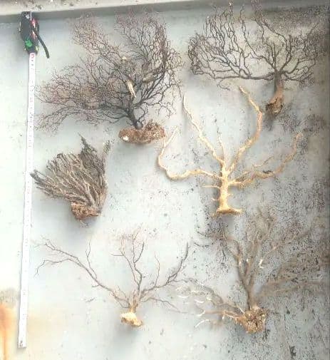 ウミウチワ 30本