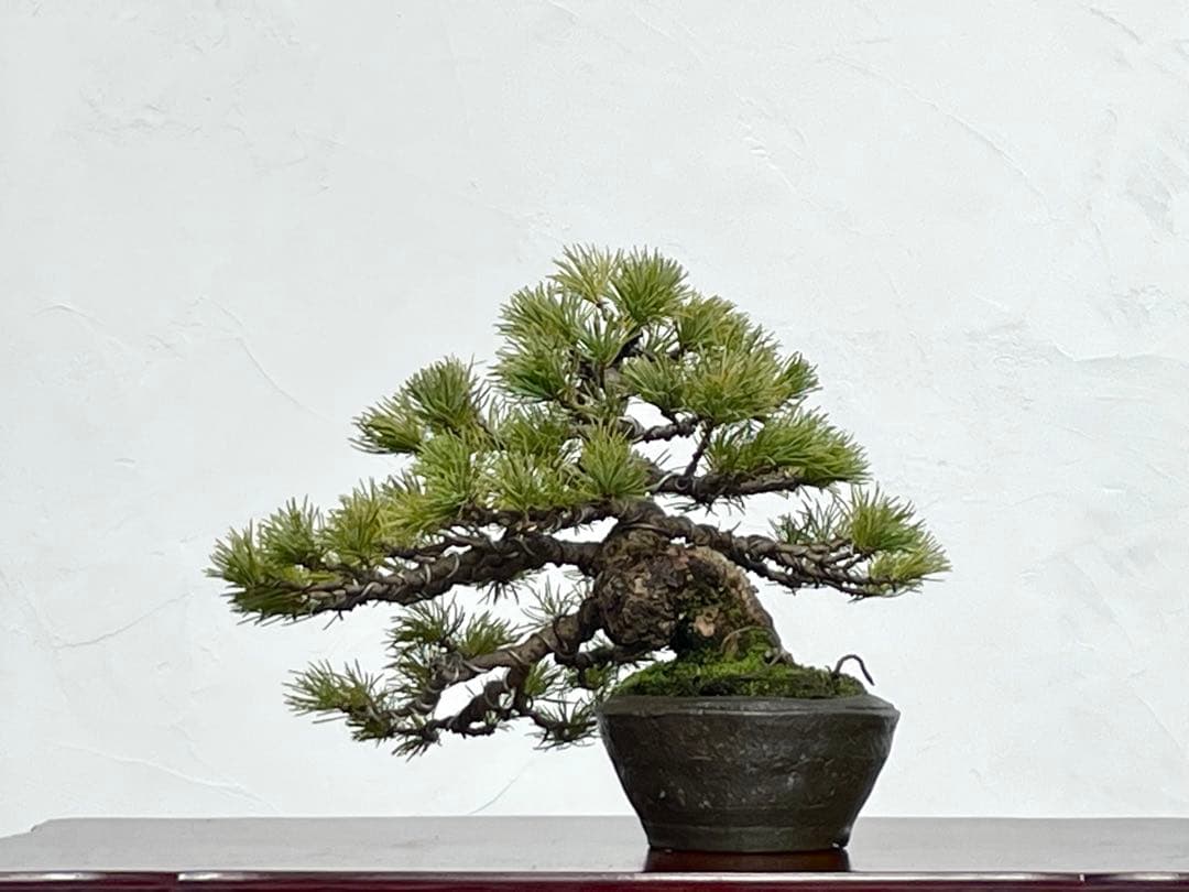 三河盆栽　石鎚五葉松　盆栽　松泉鉢