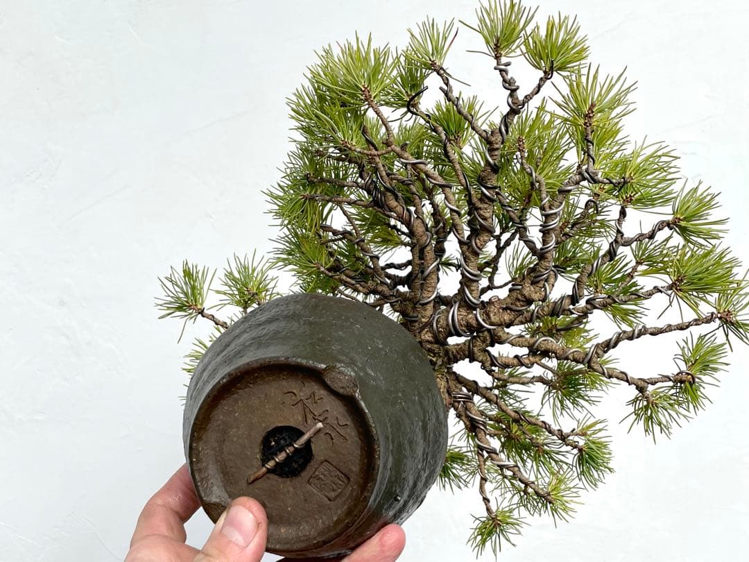 三河盆栽　石鎚五葉松　盆栽　松泉鉢