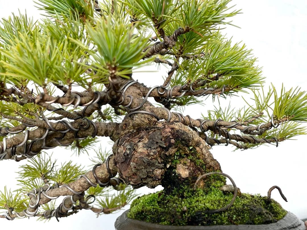 三河盆栽　石鎚五葉松　盆栽　松泉鉢