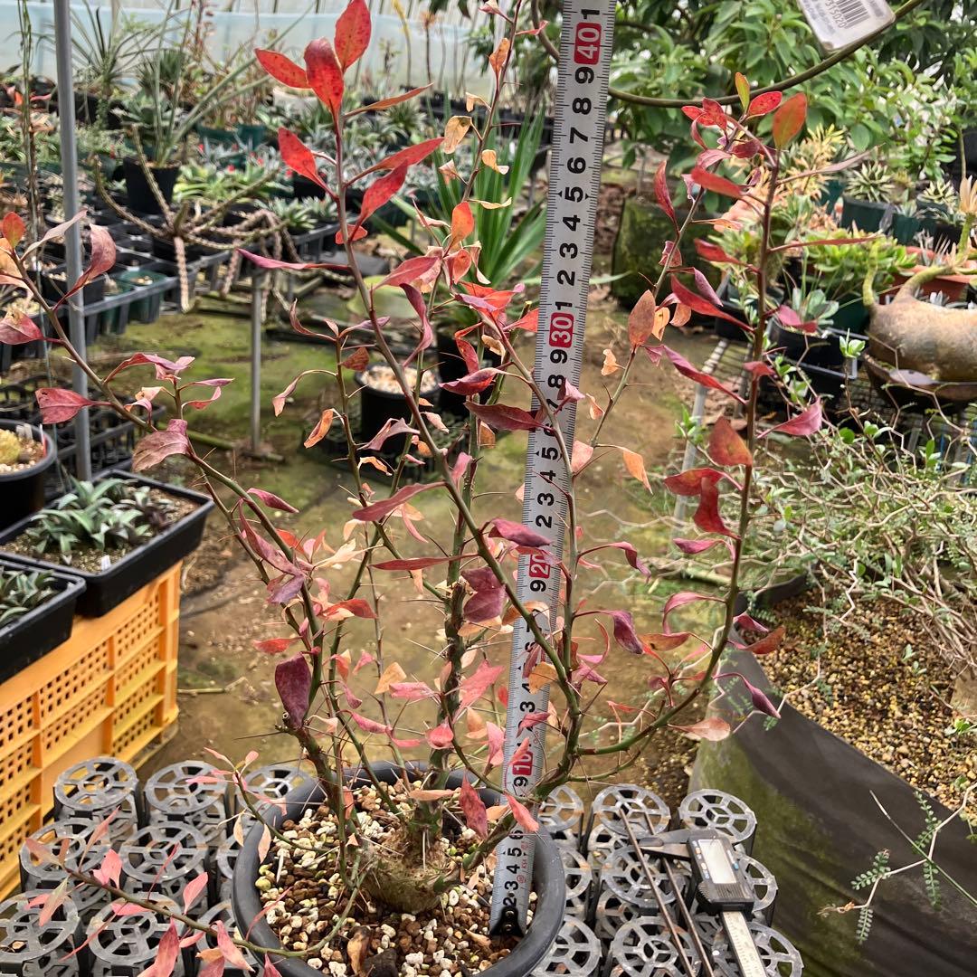 フォークイエリア ファシクラータ