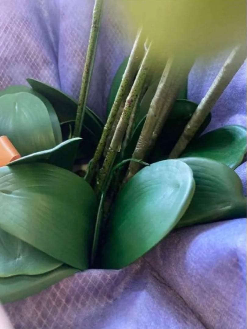 光触媒　人工観葉植物　ウォールグリーン　フェイクグリーン　リアル胡蝶蘭１０本't