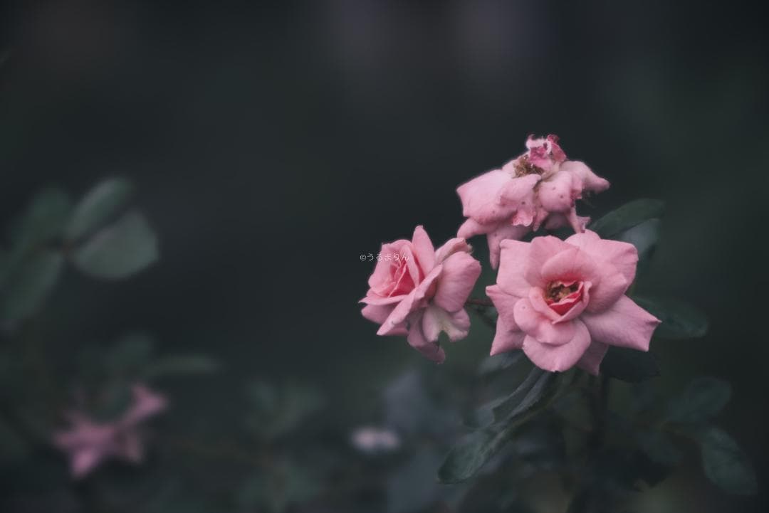 棚卸SALE！Leica Elmar 135mm F4.5 オールドレンズ