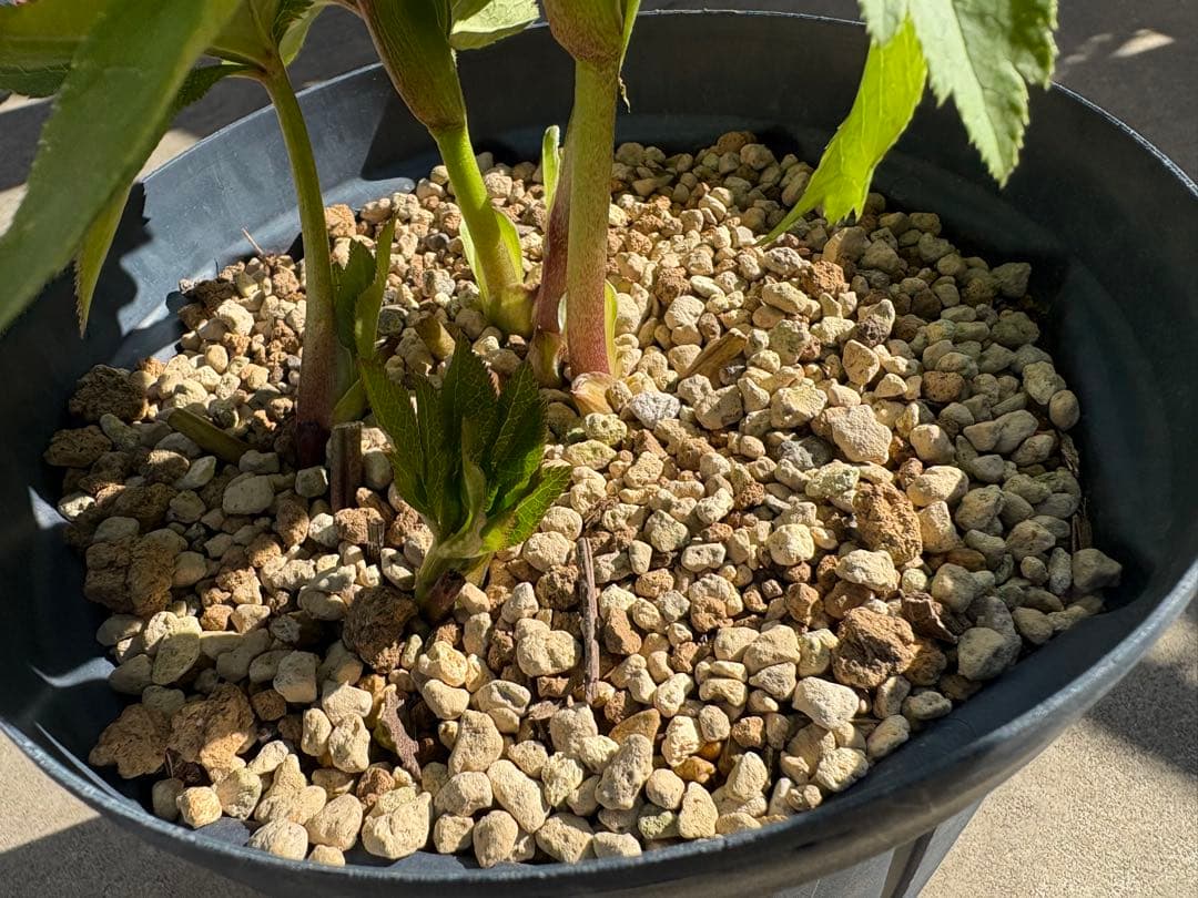 クリスマスローズ　カップ咲き　リバーシブル　セミダブル　ホワイト/ディープレッド