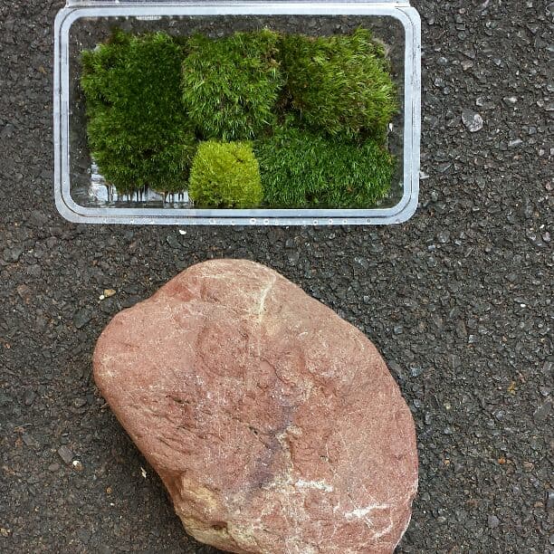 盆栽こけ石付き❗