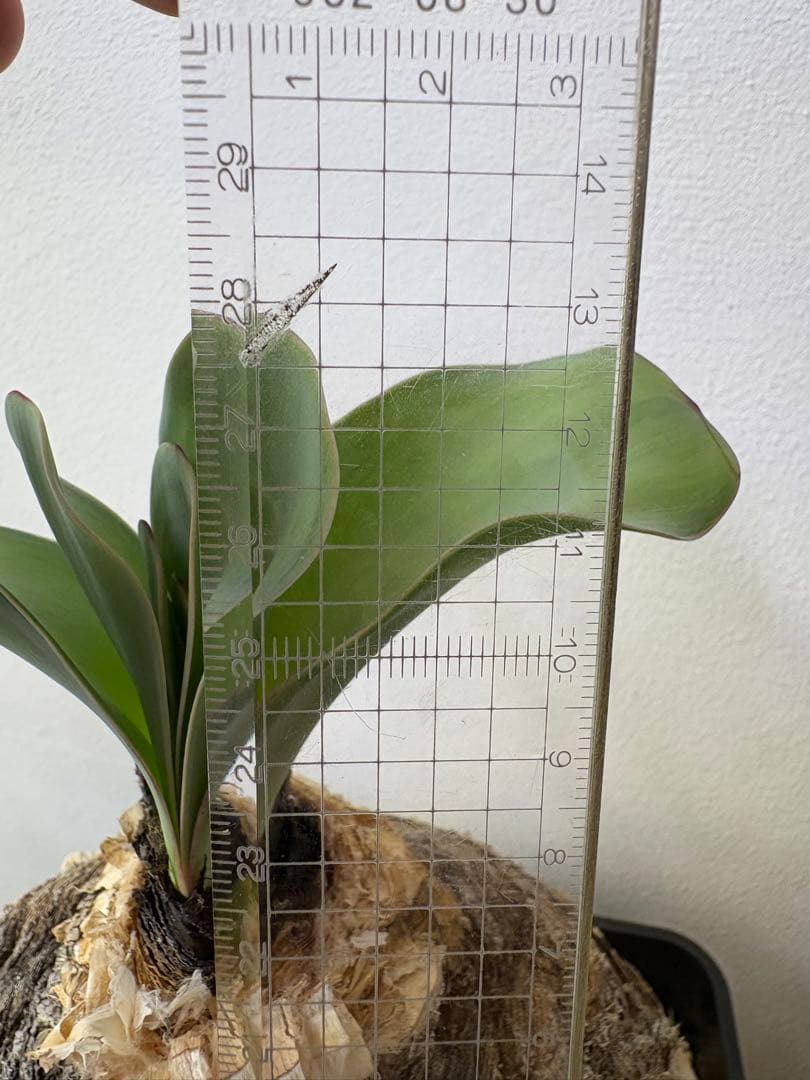 け*ん様 ブーファン　ハエマンソイデス　現地株