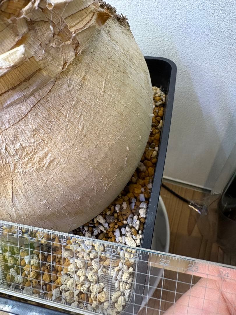 け*ん様 ブーファン　ハエマンソイデス　現地株