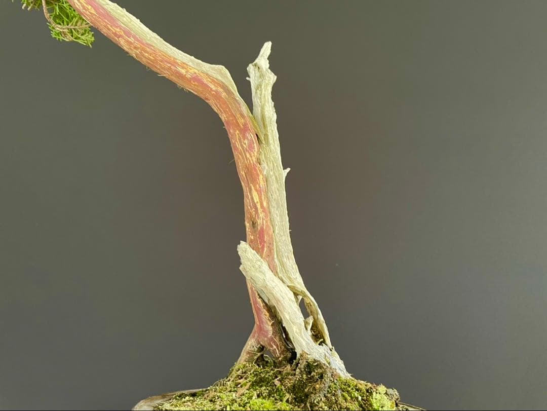 白木盆栽園　文人　真柏　樹高48センチ　盆栽黒松赤松五葉松真柏雑木趣味観葉植物