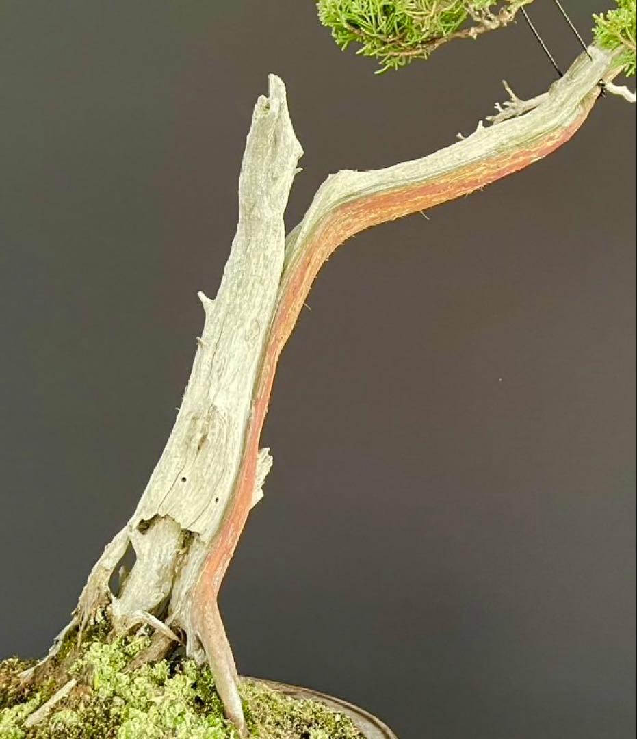 白木盆栽園　文人　真柏　樹高48センチ　盆栽黒松赤松五葉松真柏雑木趣味観葉植物