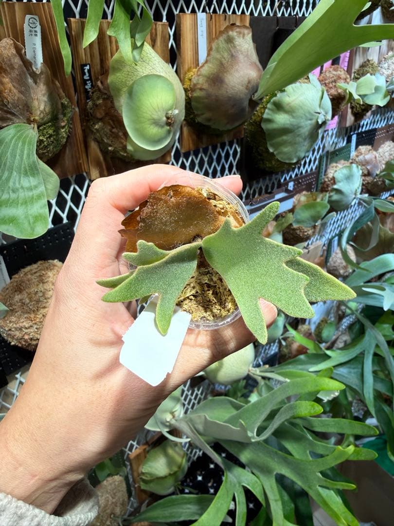 亮二様確認用　まとめ買い　3株