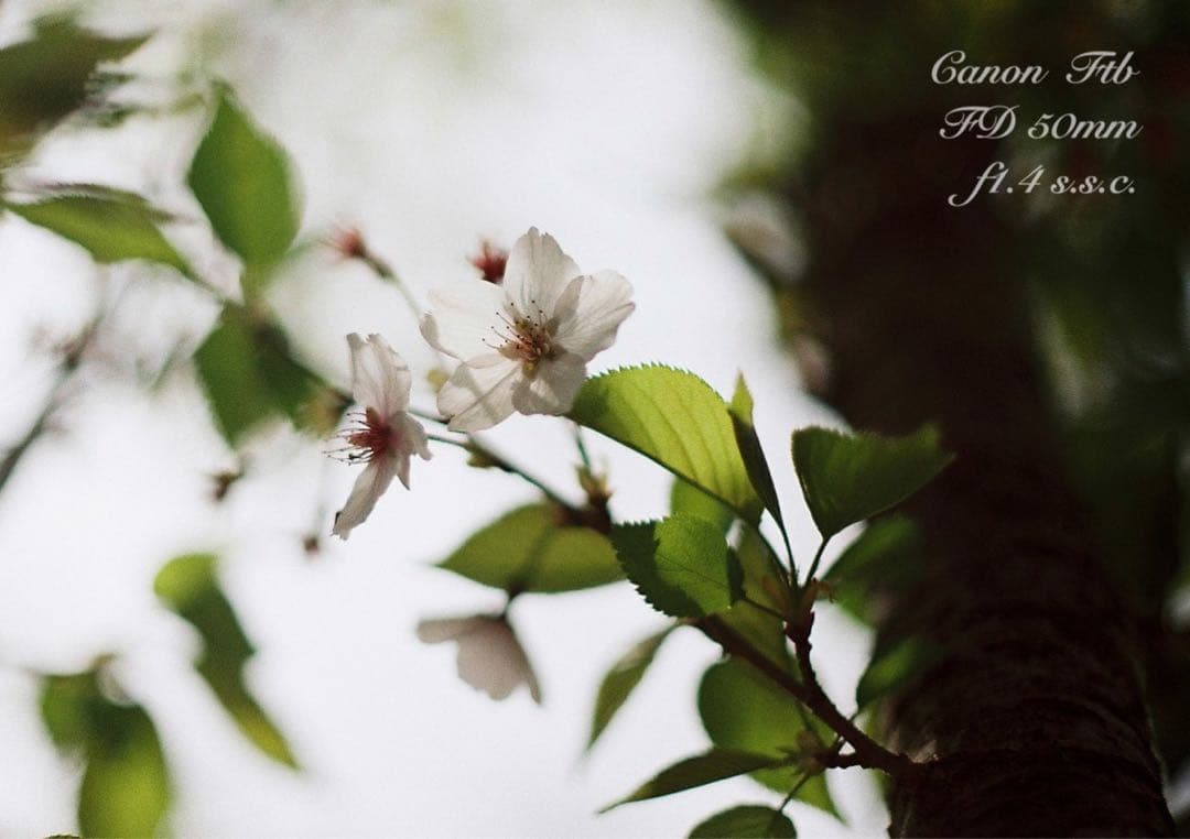 ★Canon FTb ブラック★FD f1.4★完動品＊美品＊初期保証＊作例多数