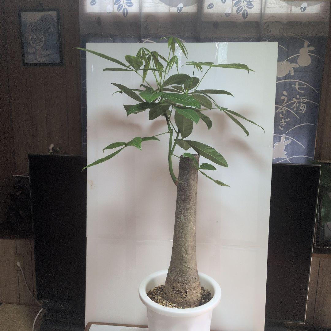 パキラ 大型。観葉植物。鉢ごと無料で発送致します。 。