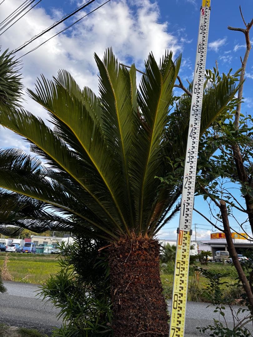 【現地引き取り限定】特大ソテツ 約2.3m 幹太 良形株 シンボルツリー