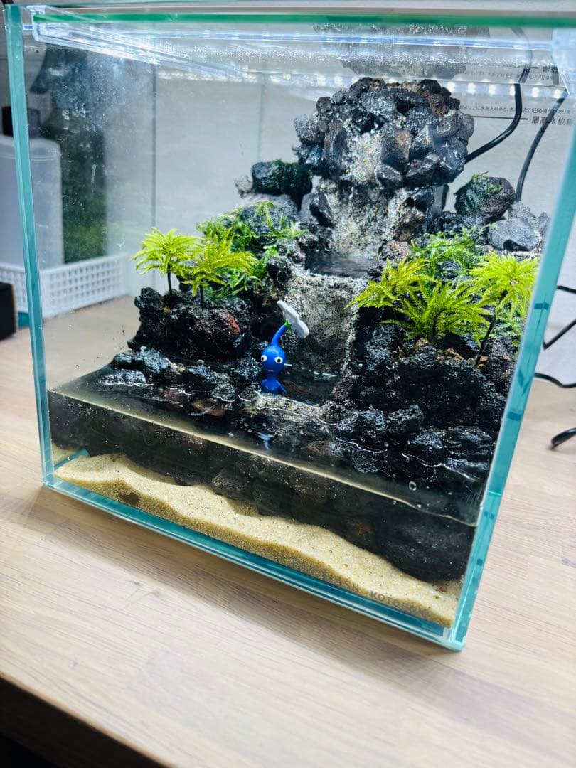 りーり　アクアテラリウム　コウヤノマンネングサ　ウィローモス