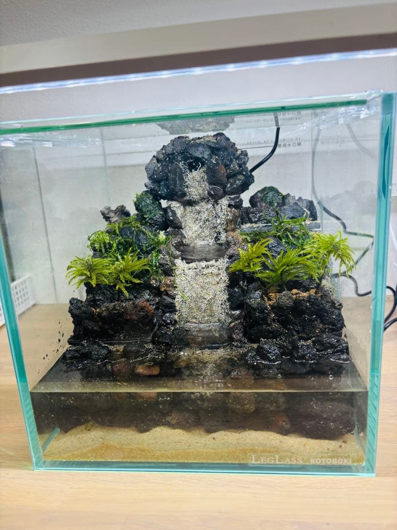 りーり　アクアテラリウム　コウヤノマンネングサ　ウィローモス