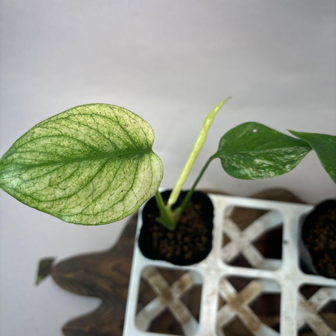 S*a様 5株セットms126ホワイトモンスター／天津蘭 モンステラ斑入り