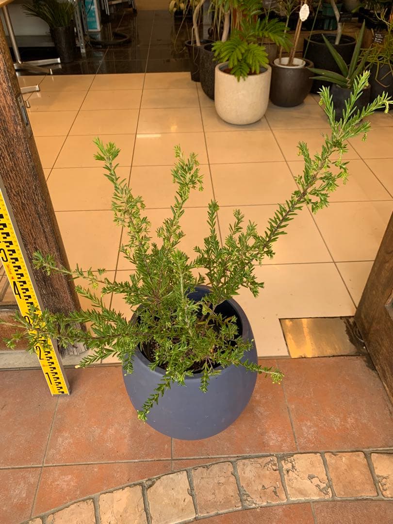 グレビレア ジュビリー 1 ファイバー鉢