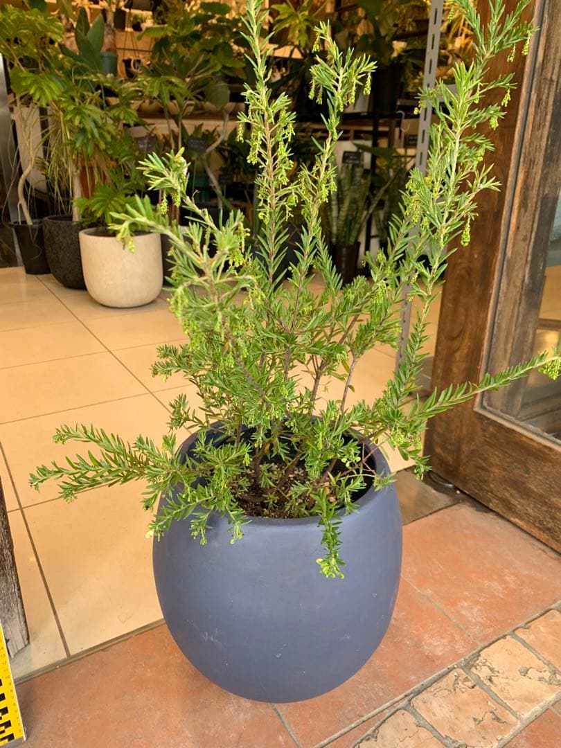 グレビレア ジュビリー 1 ファイバー鉢