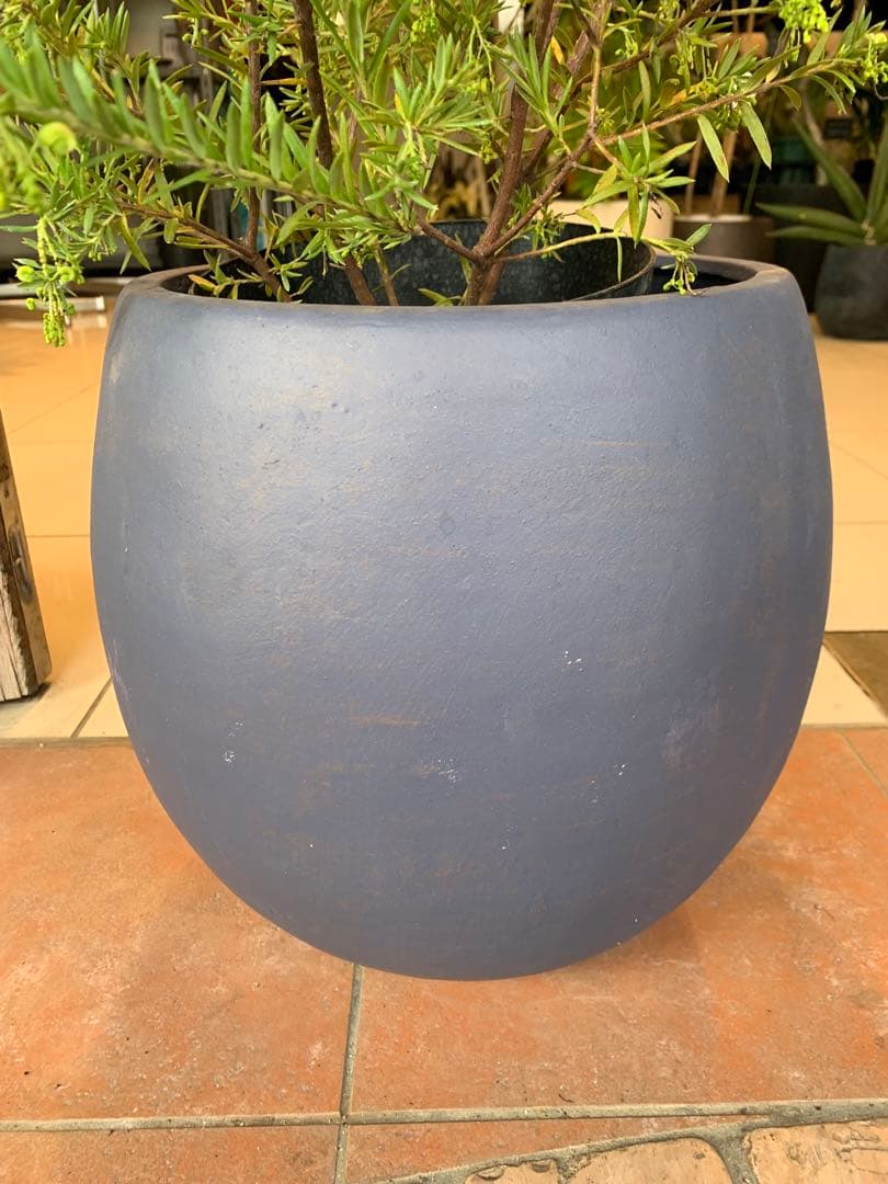 グレビレア ジュビリー 1 ファイバー鉢