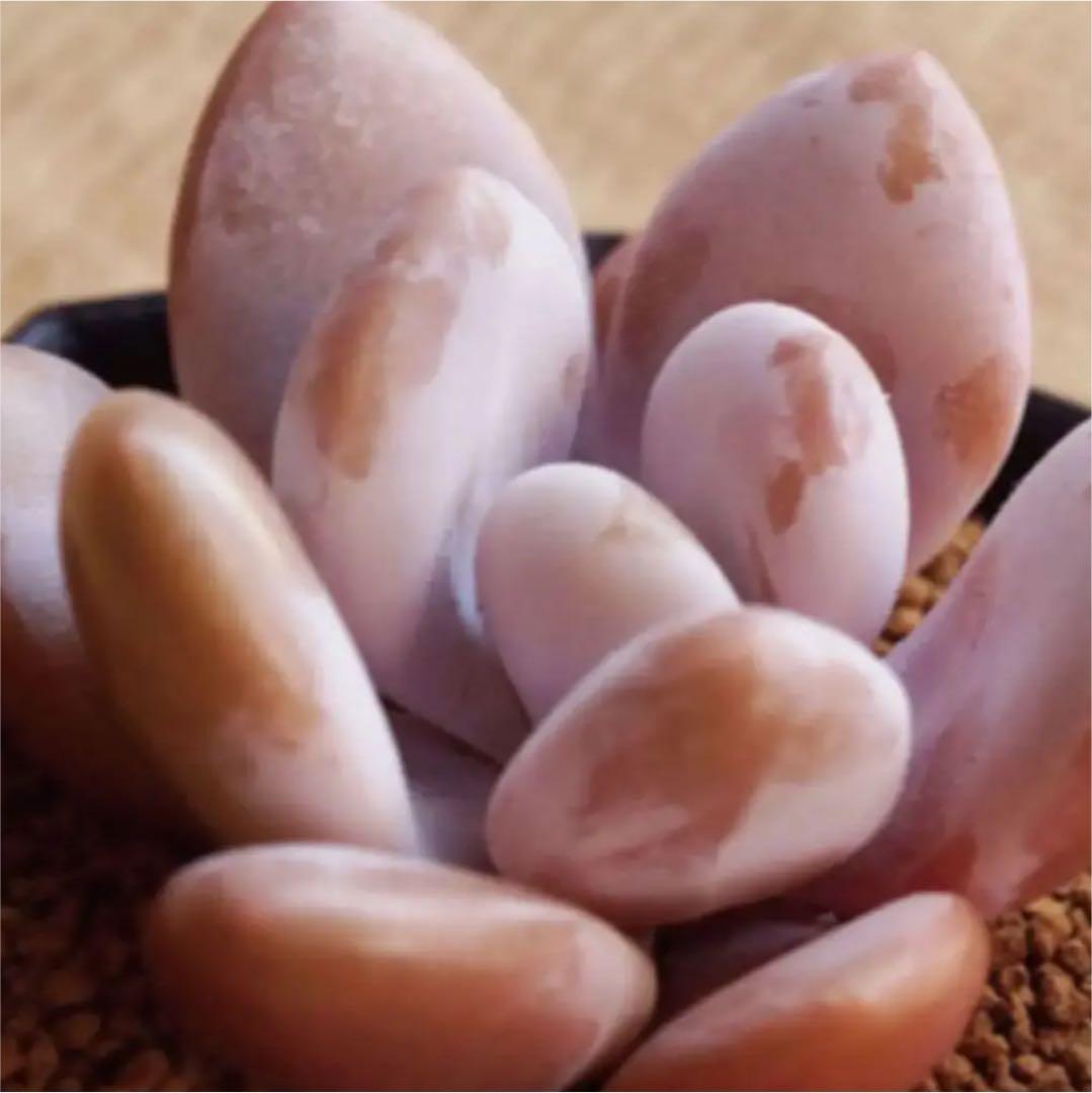 多肉植物^o^葉挿し赤ちゃん　ラオン