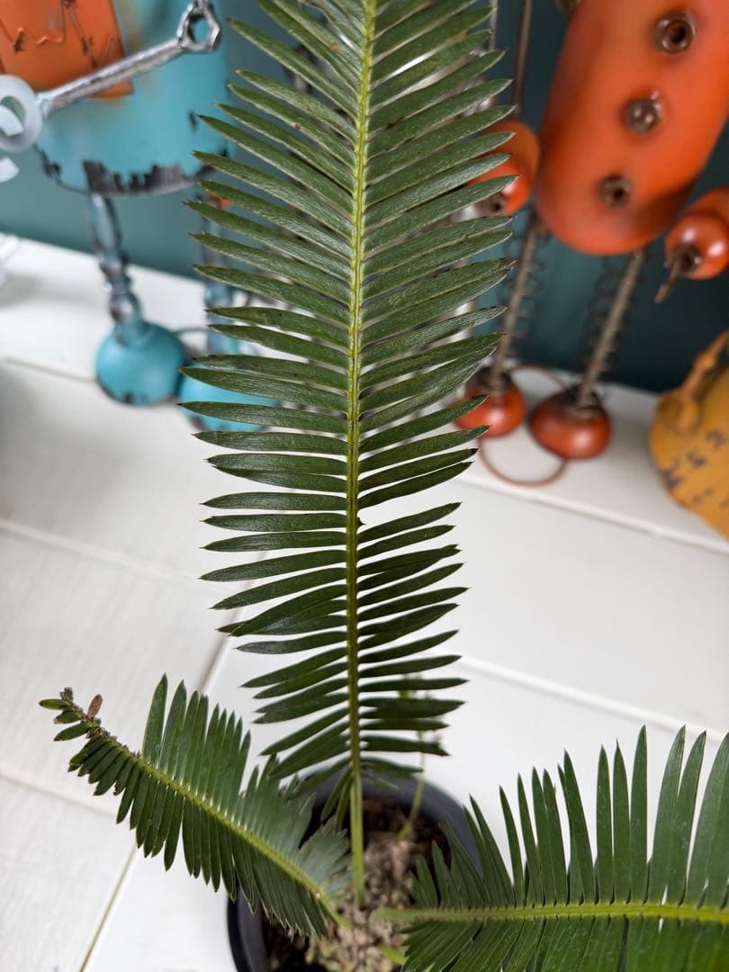 ディオーン・エデュレ / 国内実生 子株付き ソテツ 希少 ビザールプランツ