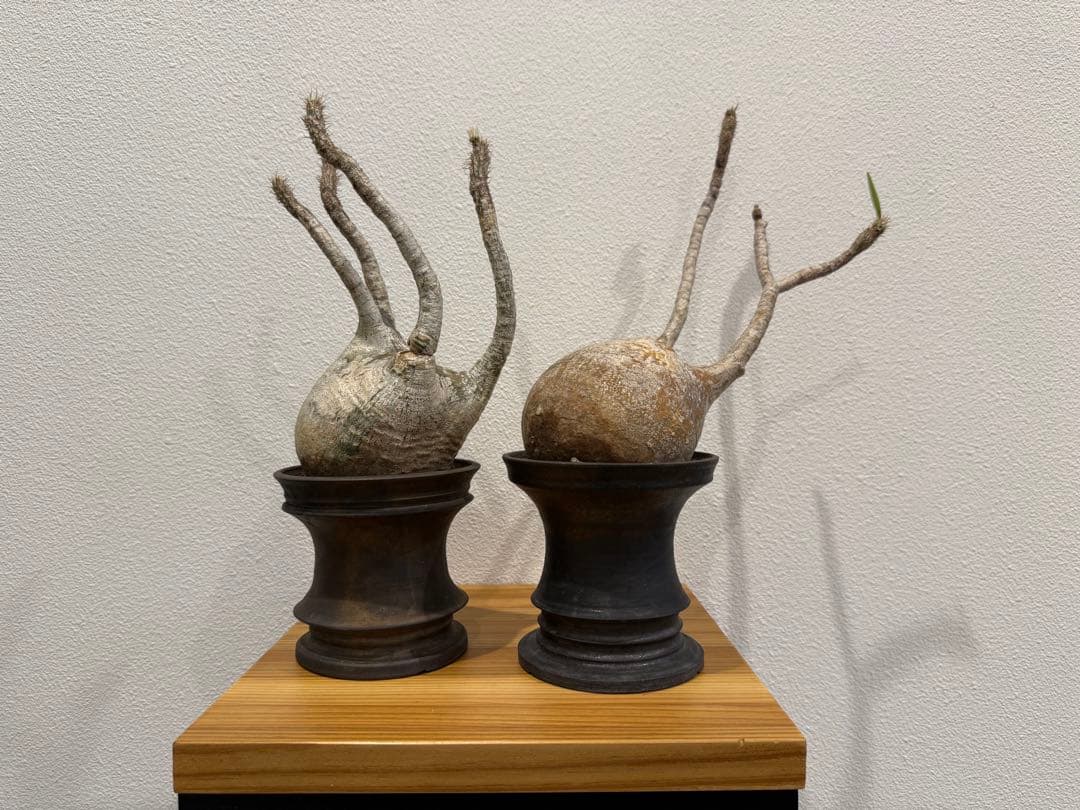 パキポディウム・グラキリス　池田佐一郎 鉢　2個セット