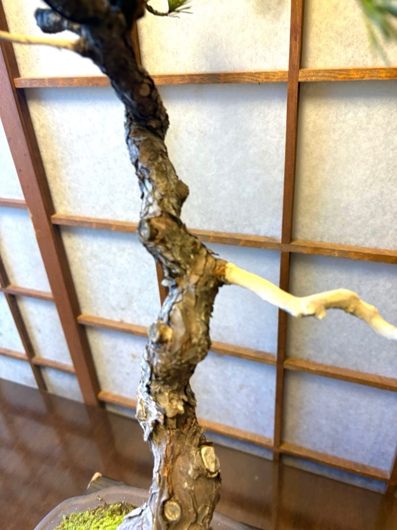 五葉松盆栽❗️ Ysh_sugawara69フォロワー様160人❗️サービス品