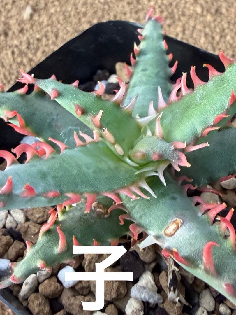 特上アロエ　ハイブリッド　Aloe hybrid 子株　第四種