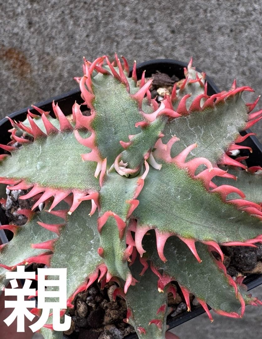 特上アロエ　ハイブリッド　Aloe hybrid 子株　第四種