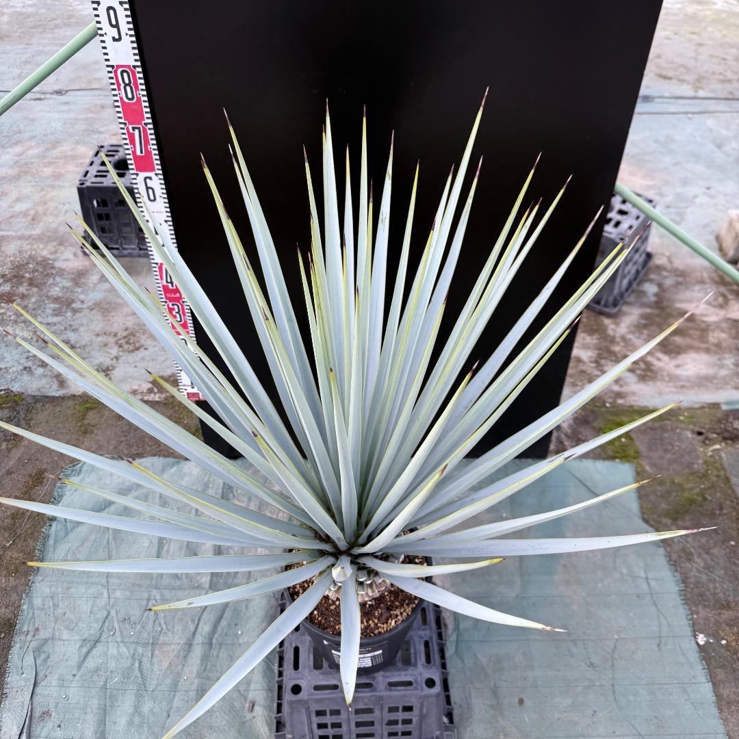 【AL1154】ユッカ　リギダ　ホワイト個体　24cm鉢