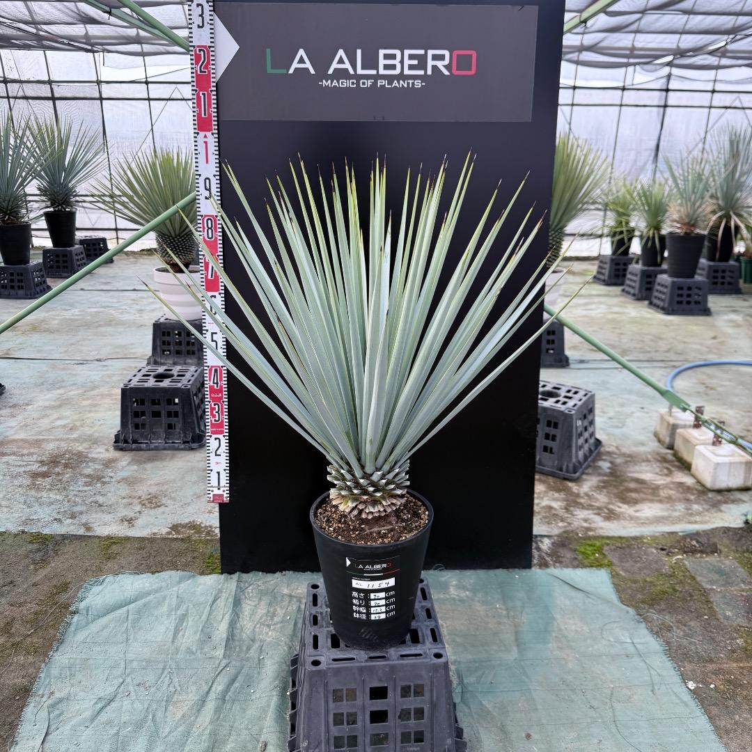 【AL1154】ユッカ　リギダ　ホワイト個体　24cm鉢