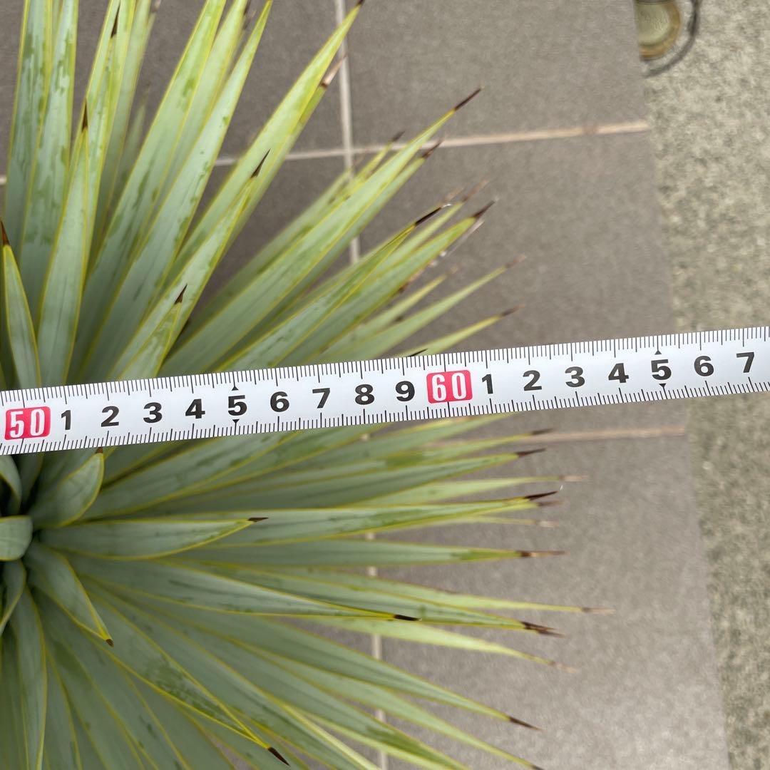 ユッカロストラータ　幹太　極上株