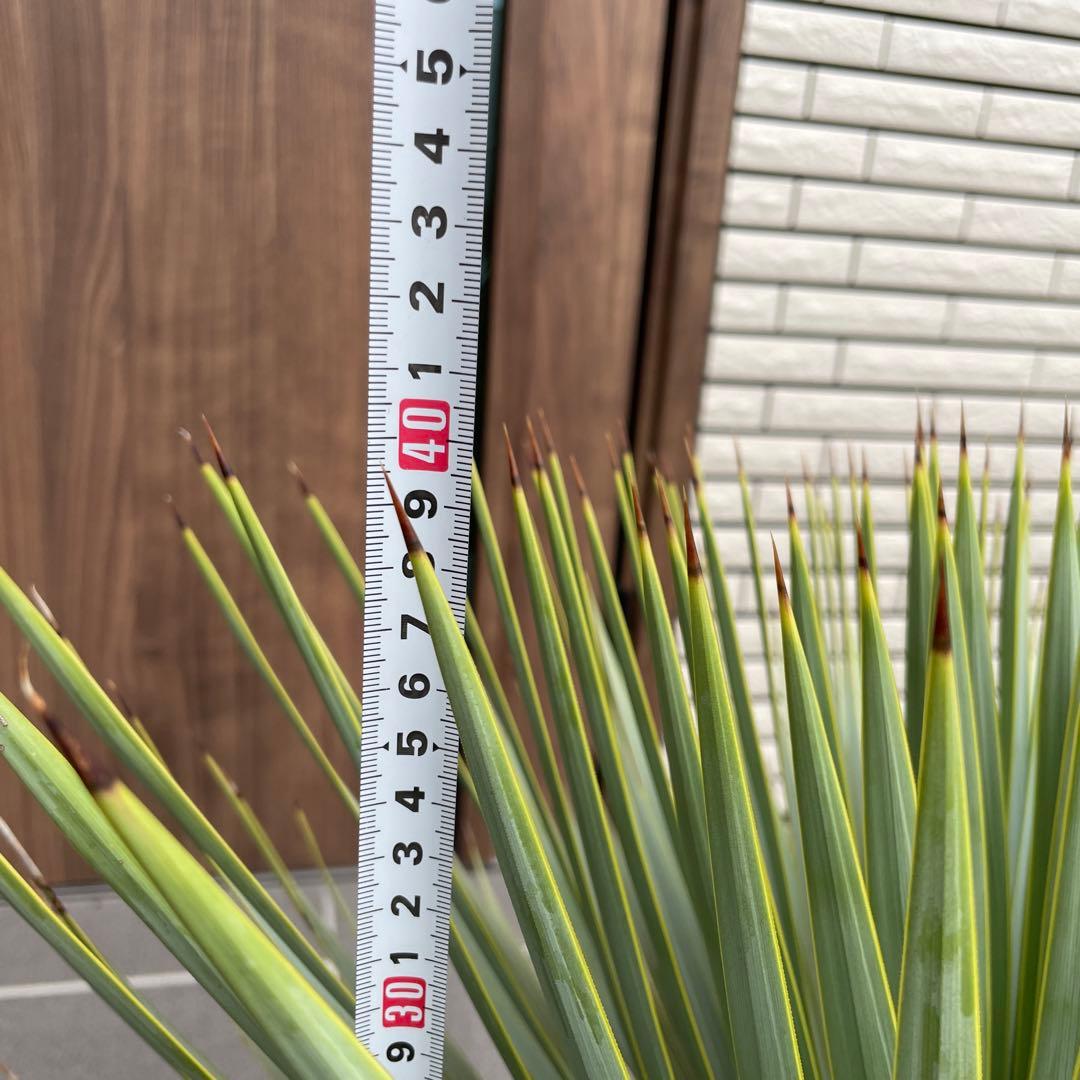 ユッカロストラータ　幹太　極上株